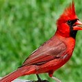Big Red Bird London Ontario