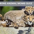 Bing Weekly Quiz Animal Stickers