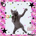 Birthday Dance Girl Cat Dancing GIF