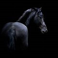 Black Horse Wallpaper High Resolution