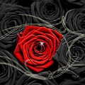 Black and Red Rose Windows 1.0 Wallpaper