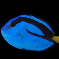 Blue Tang Fish Dory