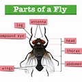 Body Parts of Fly Worksheet