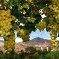 Bolivia Andes Muscat Grapes