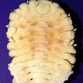 Bopyrid Isopod Parasite in Prawns