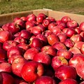 Bostock New Zealand Organic Apples
