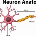 Brain Nerve Cells Labeled