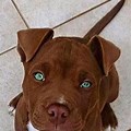 Brown Baby Pitbull with Blue Eyes