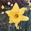 Buttercup vs Daffodil