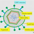 CMV Virus Structure