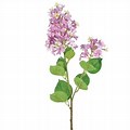California Lilac Single Stem