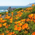 California Poppies Big Sur