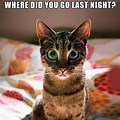 Cat Memes Funny Quotes