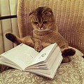 Cat Reading Book Cute PFP