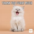 Cat Saying Thank You Meme