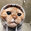 Cat in Hoodie Meme Profile Pic