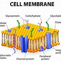 Cell Structure Plasma Membrane