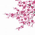 Cherry Blossom Tree Vector Art