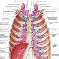 Chest Wall Anatomy