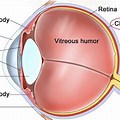 Choroid Eye Anatomy