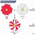 Codominance Example Drawing
