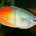Colorful Freshwater Aquarium Fish