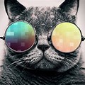 Cool Cat Wallpapers for Windows