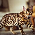 Cross Eyed Bengal Cat