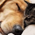 Cute Cat and Dog Images