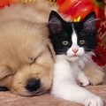 Cute Kittens Puppies Cat 4K Background