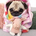 Cute Preppy Pictures of Pugs