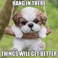 Cute Puppy Meme Hang in There