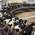 Dairy Cow Factory Farming
