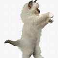 Dancing Cat Meme Clear PNG