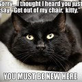 Dark Humor. Cat Memes