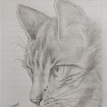 Dibujos Para Dibujar Gato Lapiz