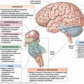 Diencephalon Parts and Functions