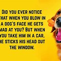 Dog Smiling Funny Quotes