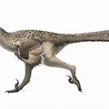 Dromaeosaurus Feathers