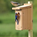 Eastern Bluebird Nest Box