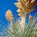 Edible Wild Plants in Arizona