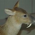 Fanged Deer North America