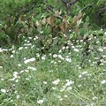 Field of White Wildflowers in Texas