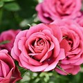 Flowers 4K Wallpaper Rose