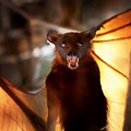 Flying Foxes Scary Pic