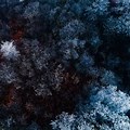 Frozen Forest 4K Wallpaper