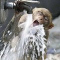 Funny Animals Drinking Water