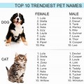 Funny Boy Cat Names