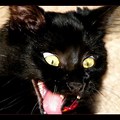 Funny Cats Being Scared