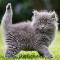 Fuzzy Cat Kitten Breeds